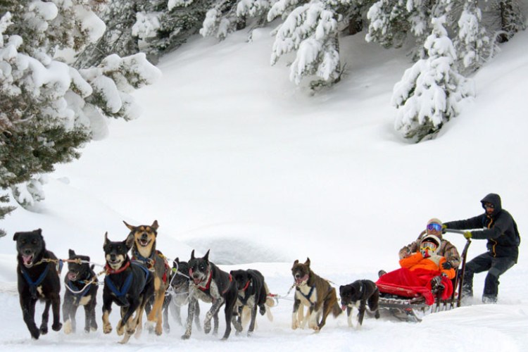 mushing